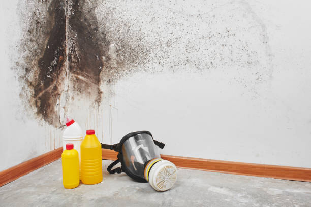 Best Mold Testing  in Patterson, LA