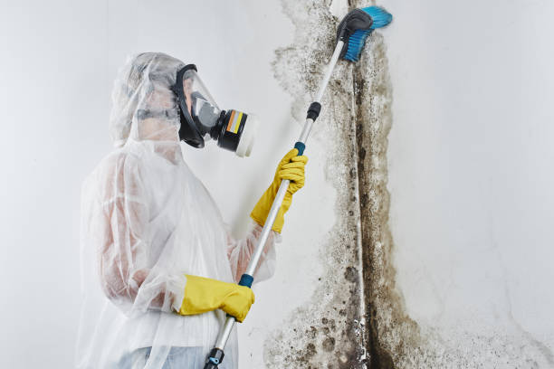 Best Local Mold Removal Service  in Patterson, LA