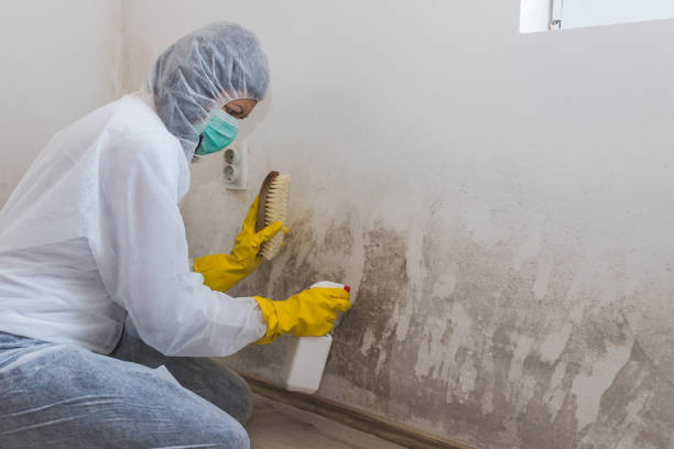 Best Certified Mold Removal  in Patterson, LA