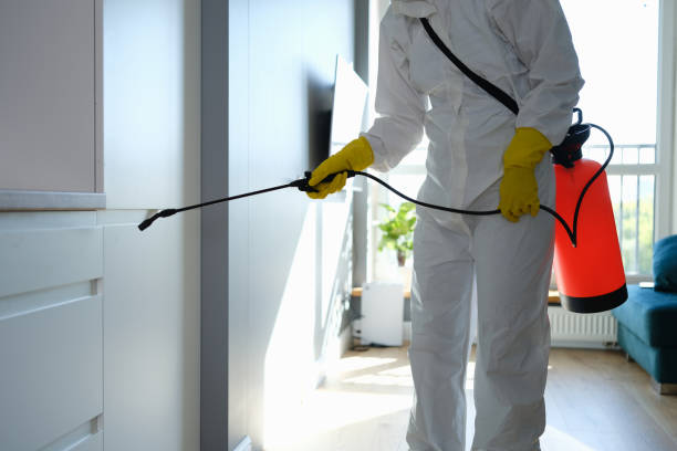 Office Mold Removal Services in Patterson, LA
