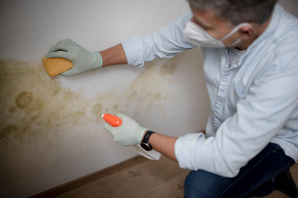 Best Toxic Mold Removal  in Patterson, LA