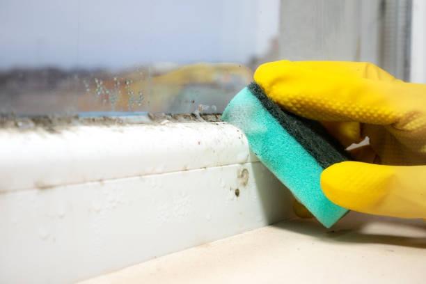 Best Attic Mold Removal  in Patterson, LA