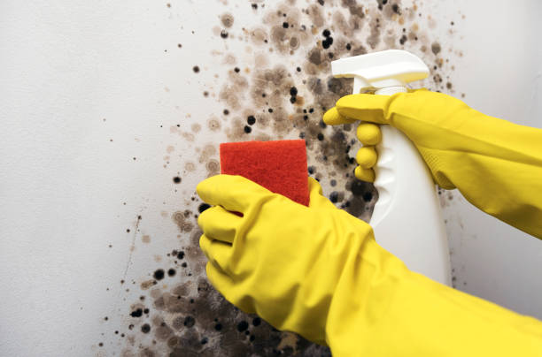 Best Mold Removal and Inspection  in Patterson, LA