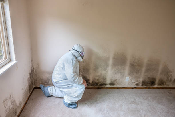 Best Black Mold Removal  in Patterson, LA