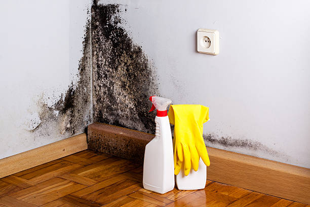 Best Crawl Space Mold Removal  in Patterson, LA