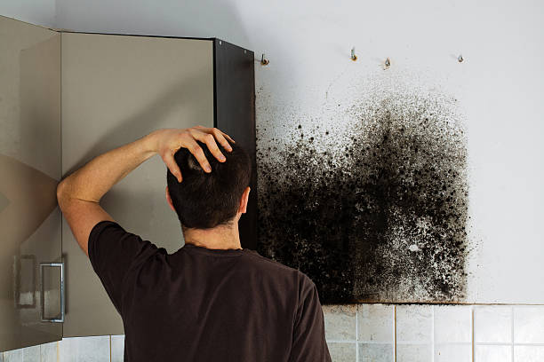 Best Attic Mold Removal  in Patterson, LA