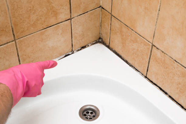 Mold Testing and Removal in Patterson, LA